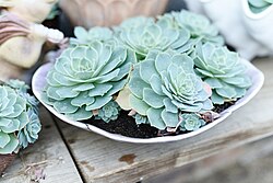 Echeveria glauca in a Connecticut greenhouse. Botany uses Latin names for identification; here, the specific name glauca means blue.