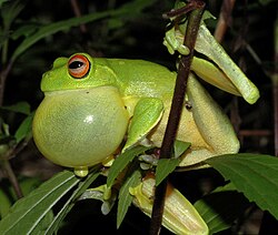 Orange-eyed tree frog calling