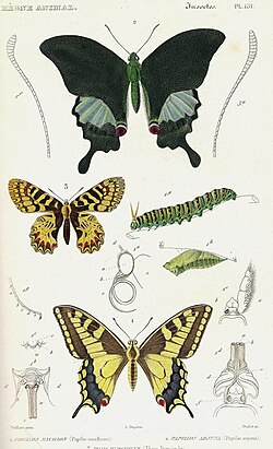 Plate from Le Règne Animal, 1828 edition
