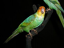 A mounted specimen of the Carolina parakeet, which was hunted to extinction