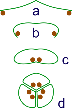 The evolution of syncarps. a: sporangia borne at tips of leaf b: Leaf curls up to protect sporangia c: leaf curls to form enclosed roll d: grouping of three rolls into a syncarp