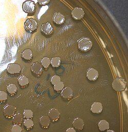 Colonies of B. subtilis grown on a culture dish in a molecular biology laboratory