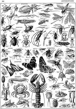 Illustrations of Arthropods