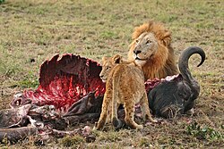 Interspecific interactions such as predation are a key aspect of community ecology.