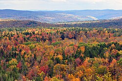Mixed forest in Vermont during autumn