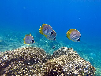 Butterflyfish swimming over a coral reef at Verde Island in the Philippines.