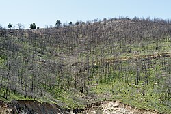 Burned forest on Thasos
