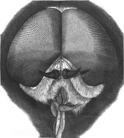 Robert Hooke marvelled at the eyes of a "drone fly" in his Micrographia (1665), perhaps the earliest accurate depiction of a horsefly.