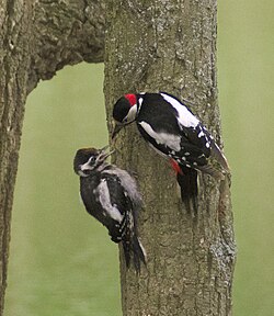 Great spotted woodpecker feeding its chick, Russia