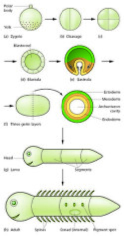 Diagram of stages of embryo development to a larval and adult stage.