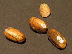 Fossilized eggs of Gobipteryx minuta, Dinosaurium (Prague)