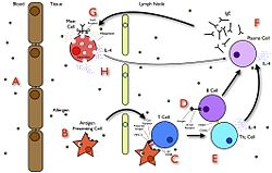 A summary diagram that explains how allergy develops