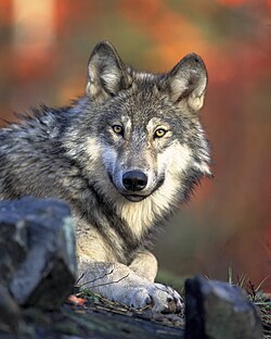 Many Serb names and surnames are derived from the word wolf, which is the national animal and an important part of the national mythology.