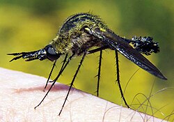 Lepidophora lepidocera, a Nearctic realm species