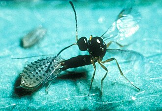 A parasitoid wasp (Trioxys complanatus, Aphidiinae) ovipositing into the body of a spotted alfalfa aphid (Therioaphis maculata, Calaphidinae), a behaviour that is used in biological pest control[a][2]