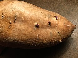 Sweet potato sprouting "slips"