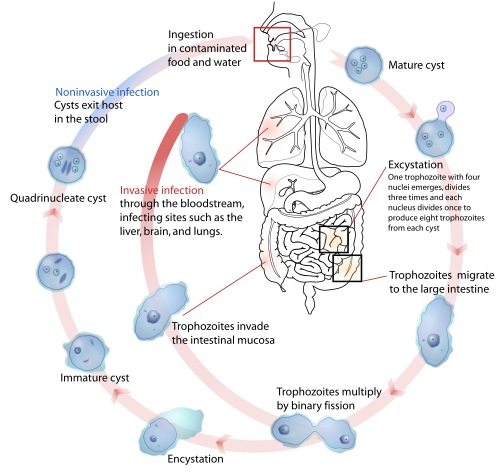 Life cycle of Entamoeba histolytica, an anaerobic parasitic protozoan transmitted by the fecal–oral route
