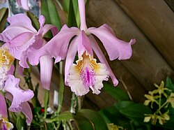 Cattleya mossiae, the national flower of Venezuela