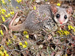 Eastern pygmy possum, Pilliga forest, NSW