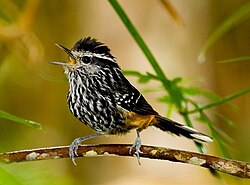 Ochre-rumped antbird calling
