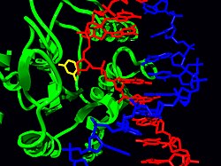 Structure of the base-excision repair enzyme uracil-DNA glycosylase excising a hydrolytically-produced uracil residue from DNA. The uracil residue is shown in yellow.