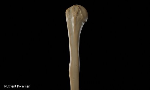Nutrient foramen of the humerus