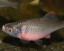 Bitterlings transfer responsibility for the care of their young to mussels. This male bitterling is exhibiting spawning colours