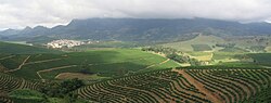 Coffee plantation in Minas Gerais.