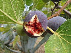 A fig exposing its many tiny matured, seed-bearing gynoecia. These are pollinated by the fig wasp, Blastophaga psenes. In the cultivated fig, there are also asexual varieties.[24]