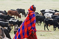 The Maasai taking their livestock into the Ngorongoro for grazing