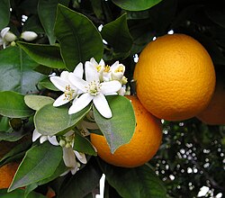 Oranges are a significant U.S. cash crop.