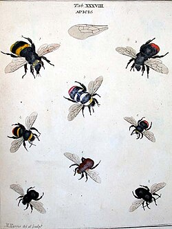 Bumblebees of different species illustrated by Moses Harris in his 1782 Exposition of English Insects