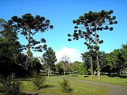 Araucárias of Botanical Garden