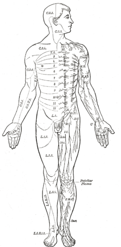 Area of the human body surface innervated by each spinal nerve