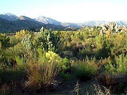 Fynbos in South Africa