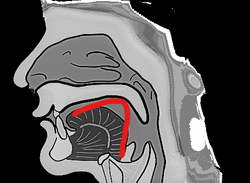 The shape of ㄱ resembles the shape of the tongue (red line) when pronouncing the letter's sound.