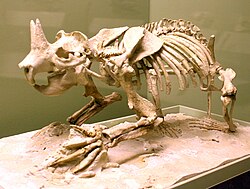 Assembled rodent skeleton on display