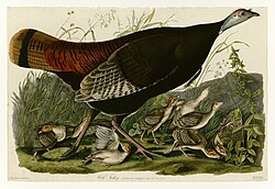 Female wild turkey with young from Birds of America by John James Audubon