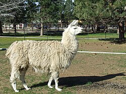A domestic llama