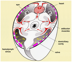 Respiration and circulation in a myodocopid ostracod. Simplified transverse section through anterior body and carapace, showing gaseous diffusion through the inner lamella of the carapace (yellow arrows)