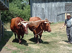 Yoked oxen at Old World Wisconsin
