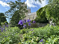 Photograph of purple columbines growing in a garden near the Washington National Cathedral