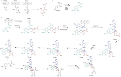 Proposed scheme for the biosynthesis of the drug