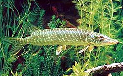Pike usually spawn on vegetation flooded by high water. Their eggs adhere to the stems of plants.