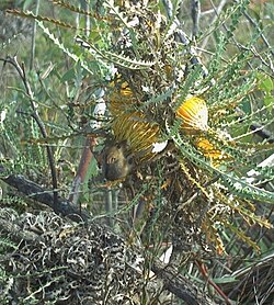 A honey possum (Tarsipes rostratus) feeding during daytime on an inflorescence of Banksia nobilis subsp. fragrans at Hi Vallee Farm in Western Australia