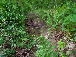 A small, narrow stream flowing down a tiny dell in Pennsylvania.