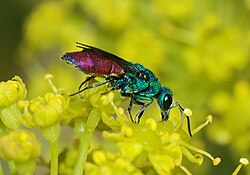 Chrysura refulgens