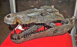 Quinkana a mekosuchine crocodilian with a possibly terrestrial lifestyle