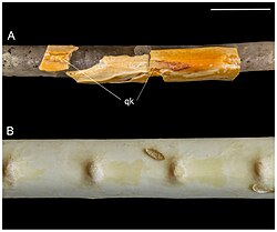 Quill knobs on the ulnae of fossil (top) and modern (bottom) birds.