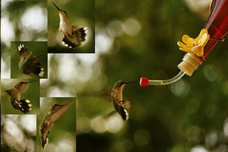 Female ruby-throated hummingbird taking various defensive and evasive actions around a man-made feeder.